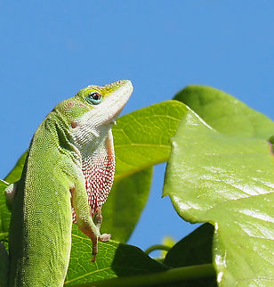 I Am a Green Anole Climbing on trumpet vine. Anolis carolinensis,Carolina anole