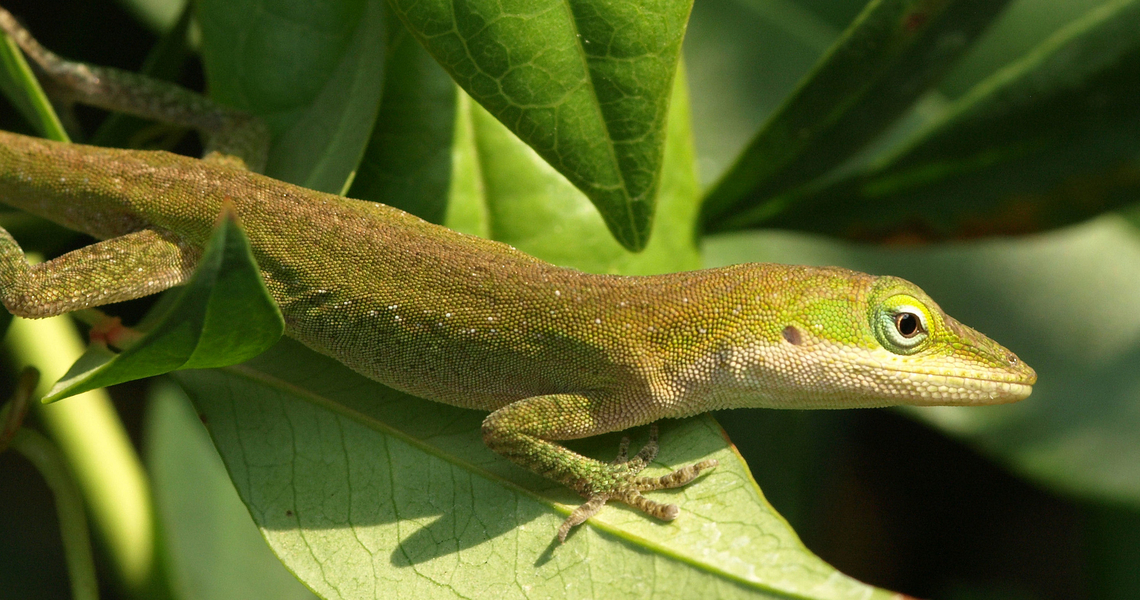 Jungle Dragon of Sorts green anole Anolis carolinensis,Carolina anole