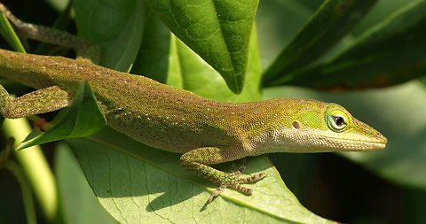Jungle Dragon of Sorts green anole Anolis carolinensis,Carolina anole