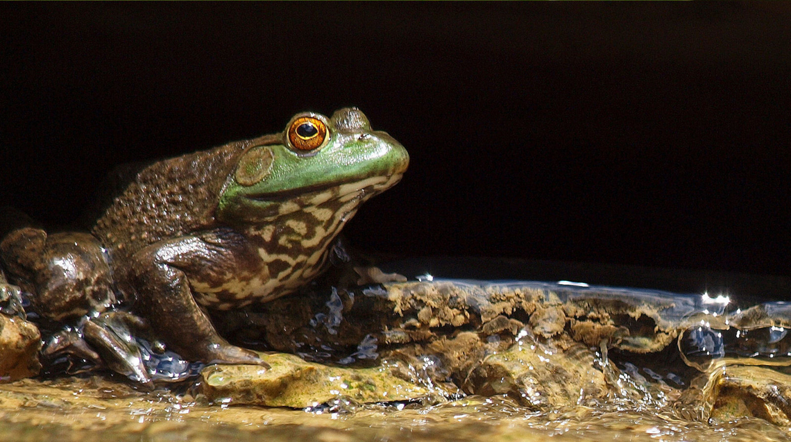Mr. Froggy It&#039;s not that easy bein&#039; green..... American bullfrog,Lithobates catesbeianus