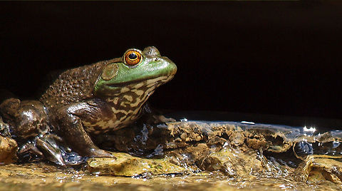 Mr. Froggy It's not that easy bein' green..... American bullfrog,Lithobates catesbeianus