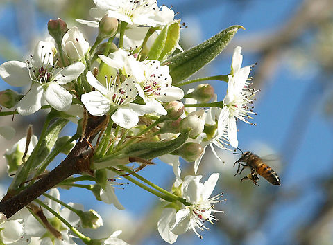 A Common Honey Bee (Western) feeding on Bradford Pear tree blossoms Apis mellifera,Western honey bee,bees