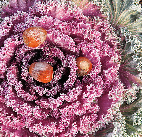 Decorative cabbage, Kale planted beneath a Red Oak tree. Brassica oleracea