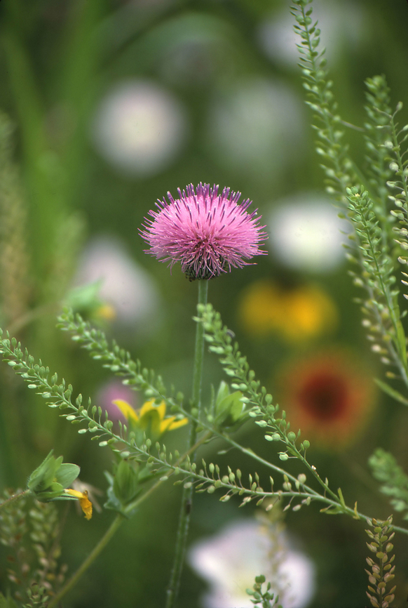 Texas Wildflower Bouquet Thistle, Indian Blanket, Cone Flower, Showy Primrose Cirsium texanum,cirsium texanum