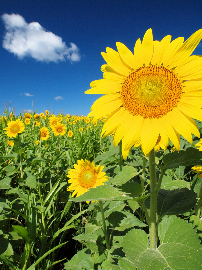 You Are My Sunshine Huge sunflower in eastern Missouri rural farm country. Common Sunflower,Helianthus annuus
