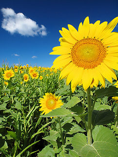 You Are My Sunshine Huge sunflower in eastern Missouri rural farm country. Common Sunflower,Helianthus annuus