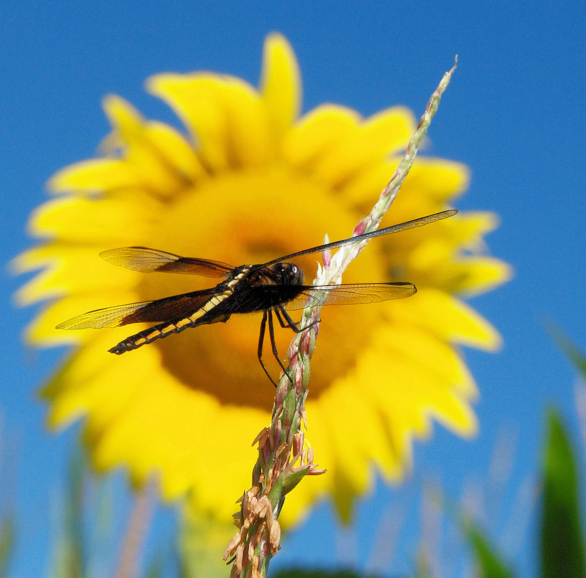 In the Spotlight (Widow Skimmer) Missouri farm country. Widow skimmer and sunflower. Libellula luctuosa,Widow Skimmer