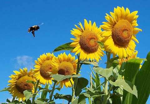 Eastern Missouri Carpenter Bee , Xylocopa virginica Missouri sunflower field and carpenter bee Eastern Carpenter Bee,Xylocopa virginica