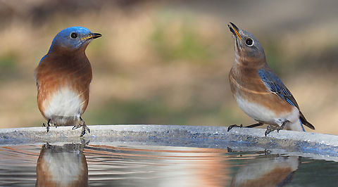 Bluebird Light Male and female  Eastern Bluebird,Sialia sialis