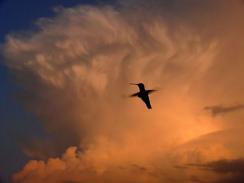 Summer Hummer Hummer silhouetted with super cell backdrop.  North Texas Archilochus colubris,Ruby-throated hummingbird