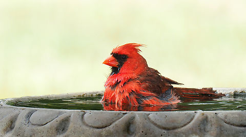 Northern Cardinal(male) Heat wave Cardinalis cardinalis,Northern Cardinal