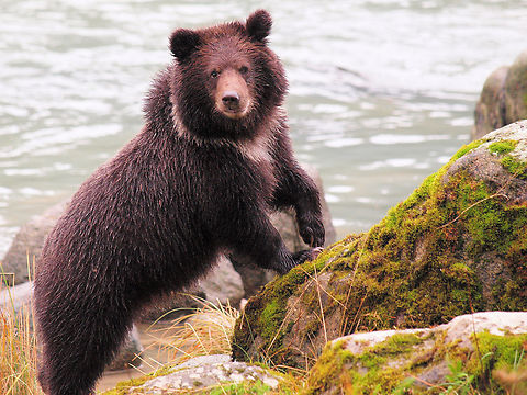 Brown Bear Cub on Chilkoot River north of Haines, AK displaying natal collar Brown Bear,Ursus arctos