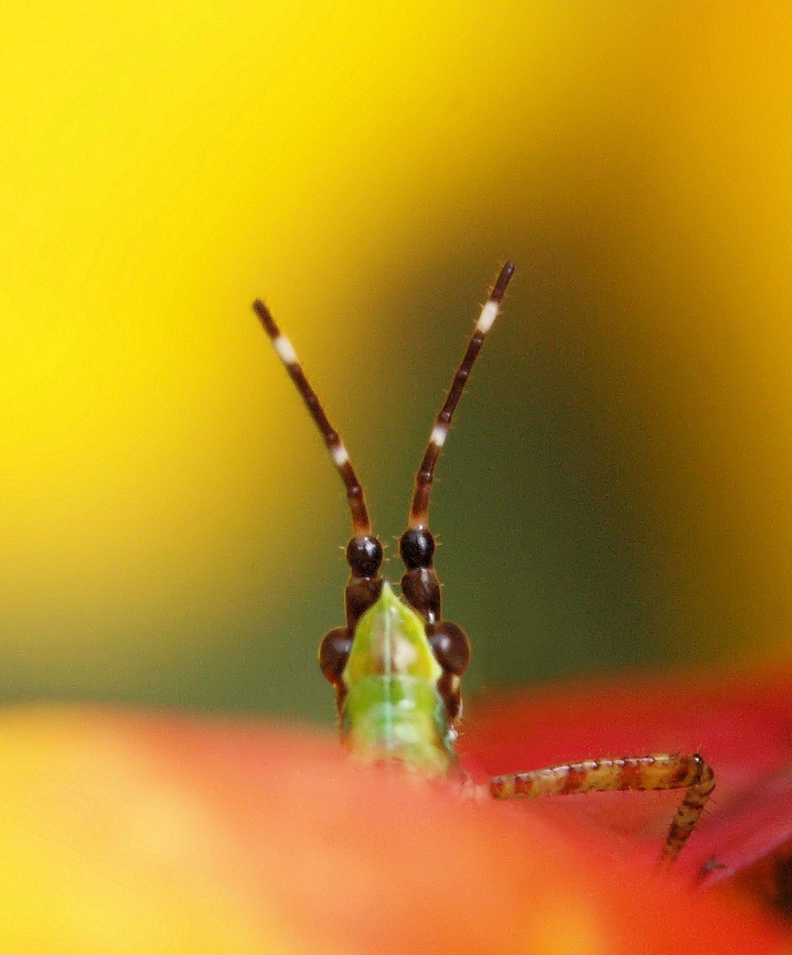 Immature katydid(tettigoniidae)