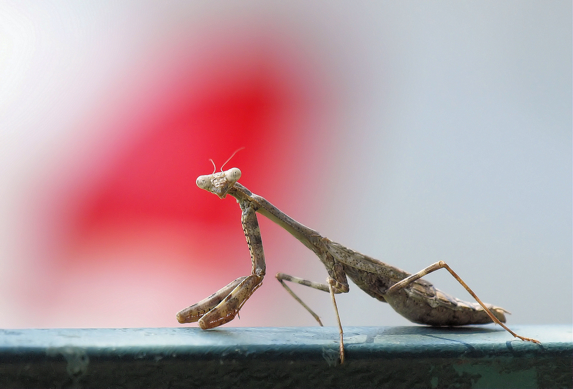 I might bite Carolina Mantis.   North Texas Carolina Mantis,Stagmomantis carolina