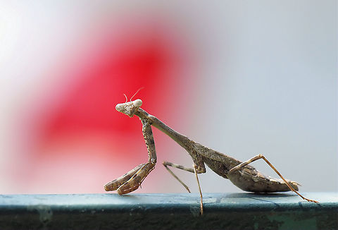 I might bite Carolina Mantis.   North Texas Carolina Mantis,Stagmomantis carolina