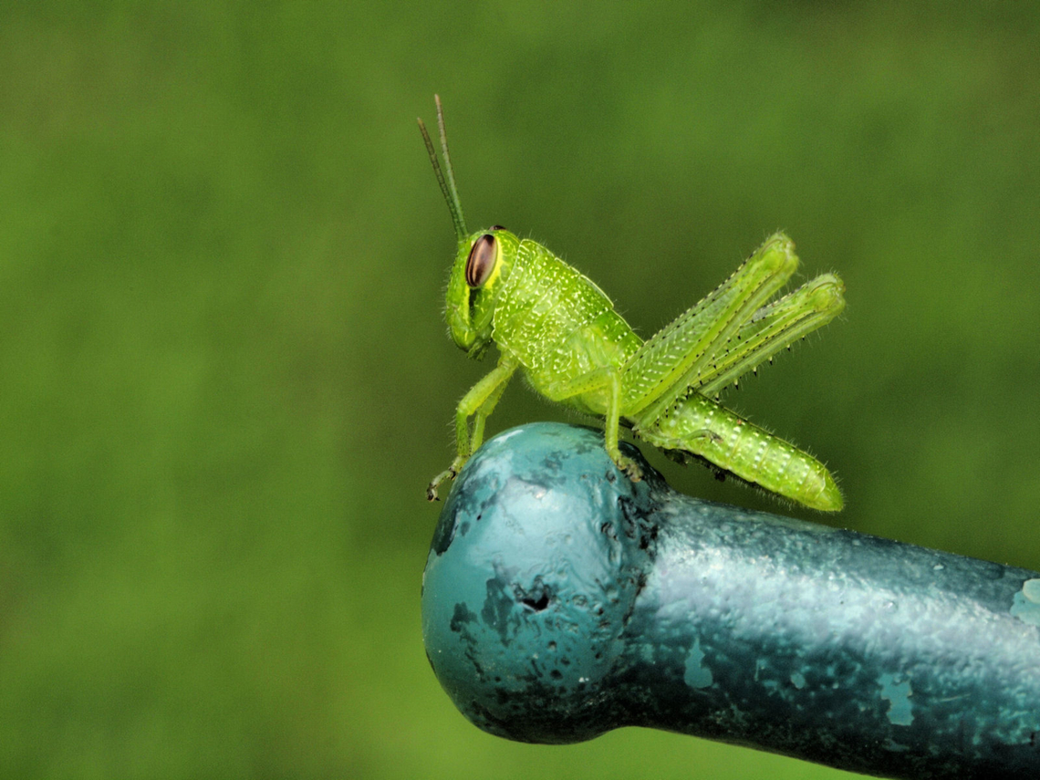 Drum Roll, please tiny un-identified green grasshopper on gate latch. juvenile grasshopper