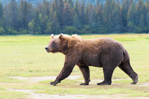 Alaskan Brown Bear Photographed on tidal flats of Chinitna Bay.  This mother bear still had two large cubs with her in  August. 2016 Brown Bear,Ursus arctos
