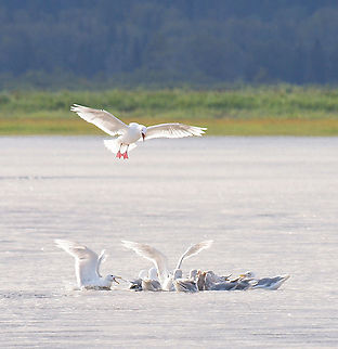 Glaucous-winged gulls Competing for fish in Chinitna Bay, AK Glaucous-winged gull,Larus glaucescens