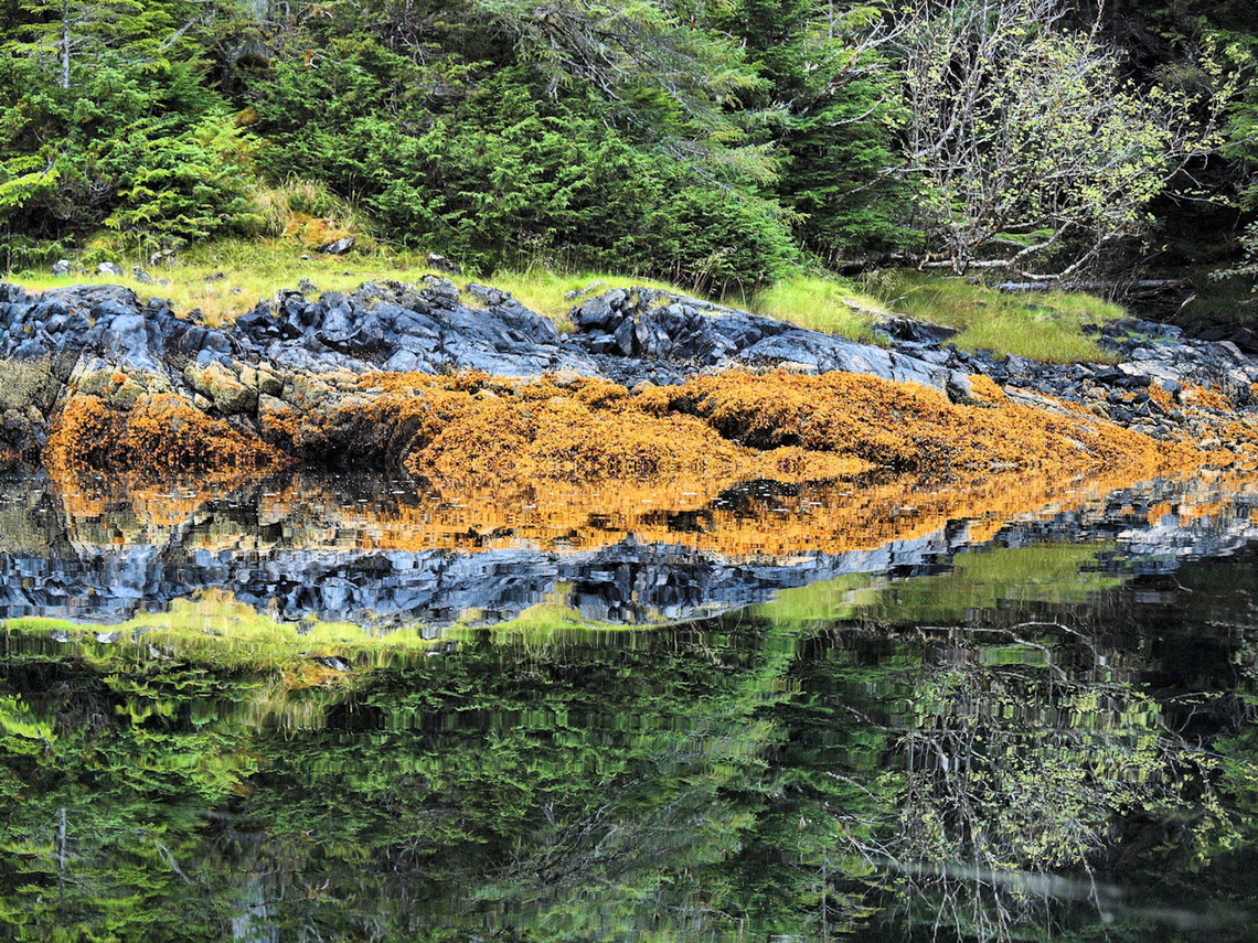 Lichen Reflections in Cove near Sitka, AK possibly Orange boulder lichen. Porpidia flavocaerulescens. On exposed rocks in splash zone of marine beaches. Alaskan lichens