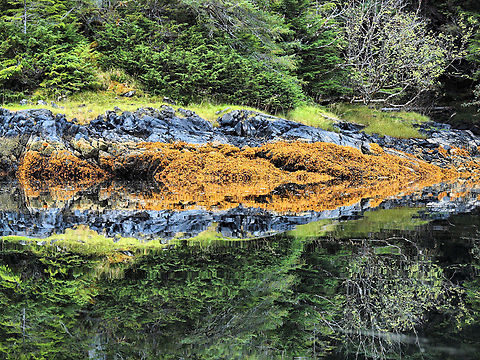 Lichen Reflections in Cove near Sitka, AK possibly Orange boulder lichen. Porpidia flavocaerulescens. On exposed rocks in splash zone of marine beaches. Alaskan lichens