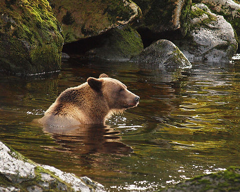 Anan Creek Bear Brown bear at U.S. Forest Service observatory on Anan Creek about 30 miles south of Wrangell, AK Brown Bear,Ursus arctos