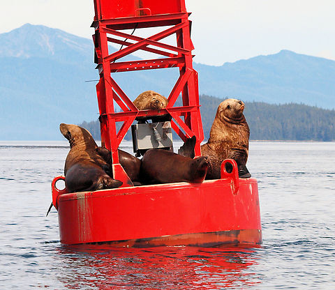 Sea Lions in Alaska California Sea Lion on channel marker buoy near Petersburg. California sea lion,Zalophus californianus