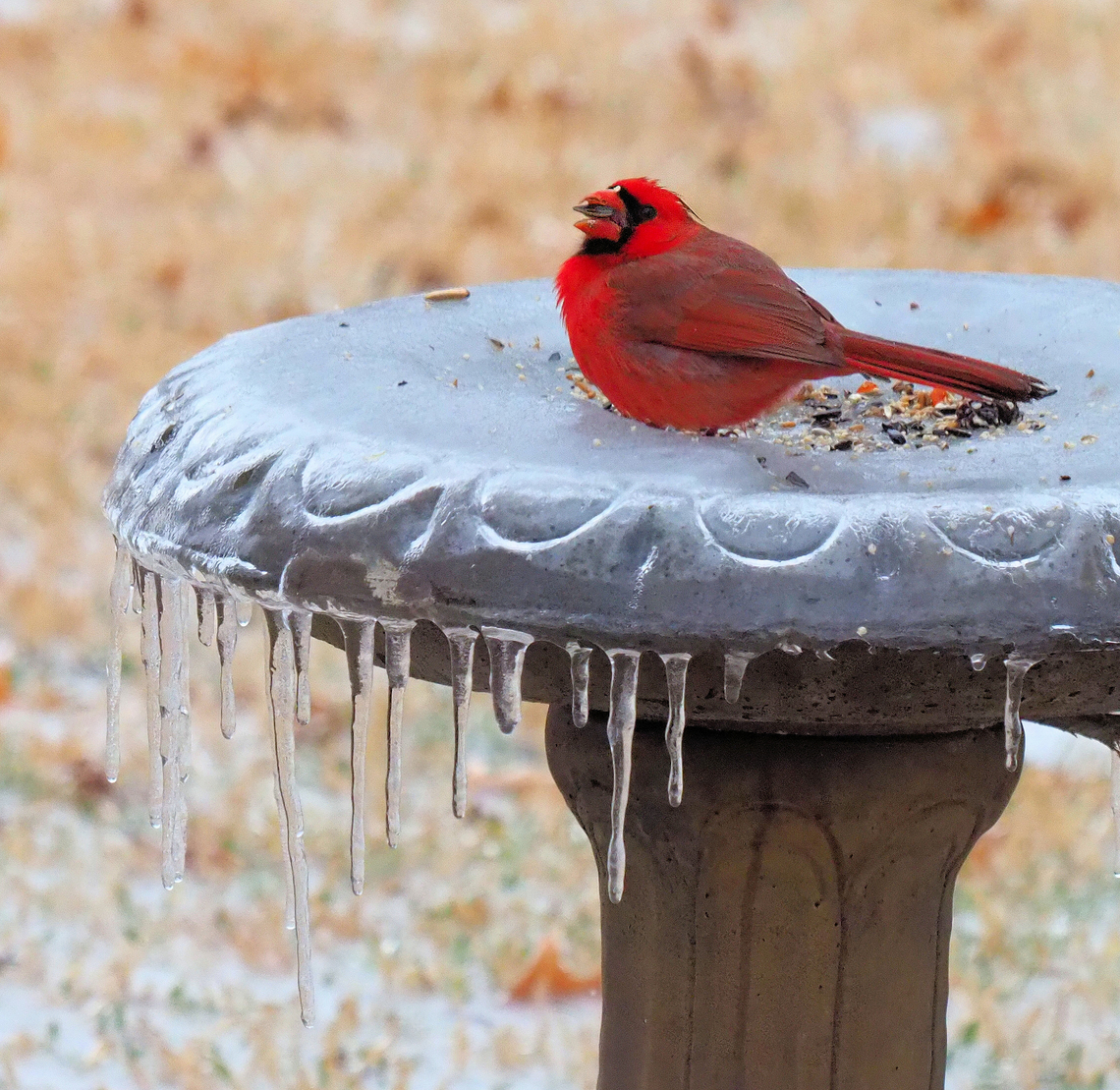 Male Cardinal on Ice Why do Cardinals appear more vividly red in winter? Cardinalis cardinalis,Northern Cardinal