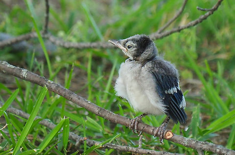 Baby Jay not yet able to fly, just hoping around. Bluy Jay,Cyanocitta cristata