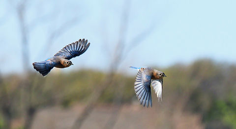 Eastern Blue Bird Flight N. Texas Eastern Blue bird,Sialia sialis