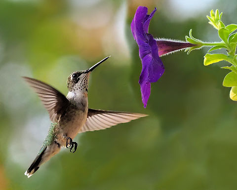 Female Ruby Throat Family Trochilidae, order Apodiformes Archilochus colubris,Ruby-throated hummingbird