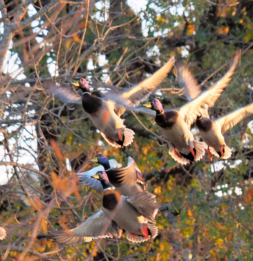 A Burst of Mallards Golden hour and mallards fly out of trees in tight group.  N. Texas Anas platyrhynchos,Mallard