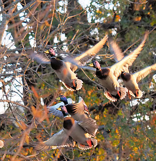 A Burst of Mallards Golden hour and mallards fly out of trees in tight group.  N. Texas Anas platyrhynchos,Mallard