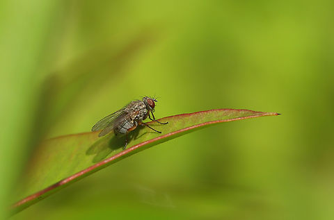 A Garden Fly of unknown species Perched on Nandina Leaf.  N. Texas flies