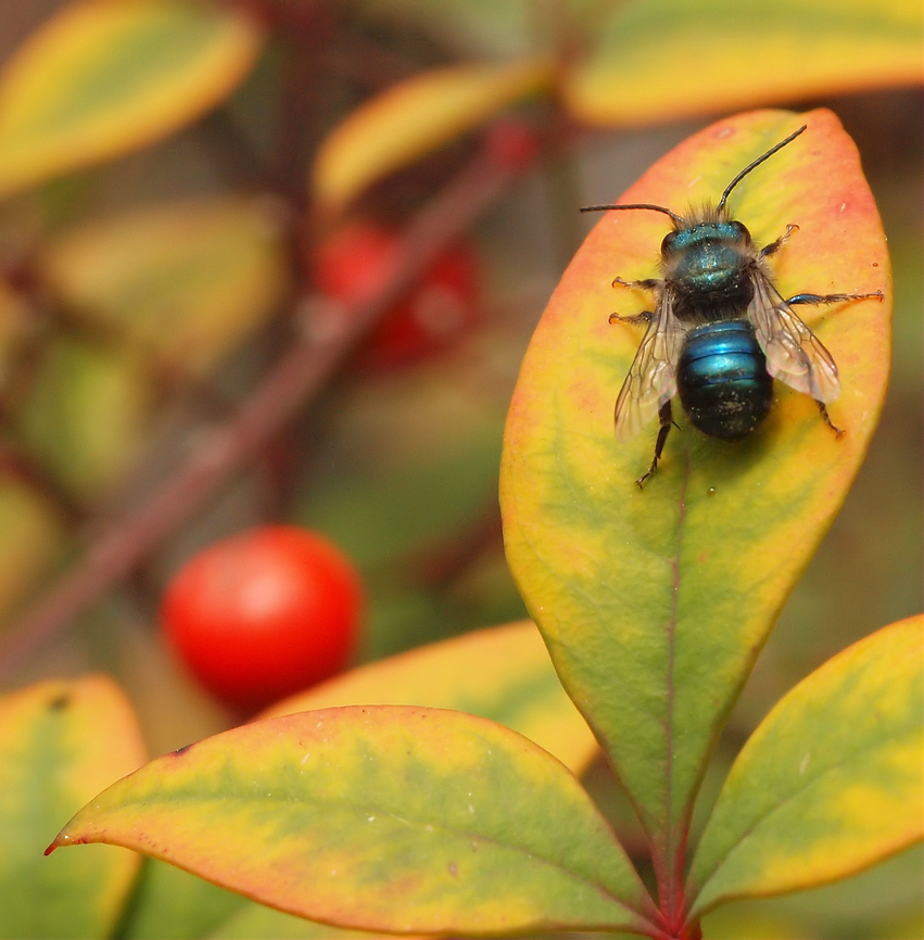 Blue Berry Bee, Osmia ribifloris Sitting on nandina leaf with contrasting red berries. Osmia ribifloris,blue berry bee