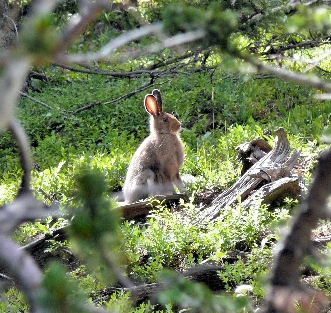 Snowshoe Hare 11,000 feet in southern Colorado, summer Lepus americanus,Snowshoe hare