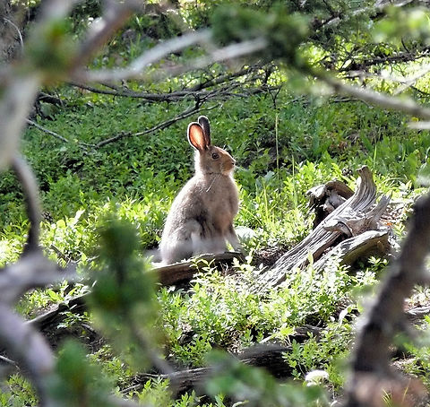 Snowshoe Hare 11,000 feet in southern Colorado, summer Lepus americanus,Snowshoe hare