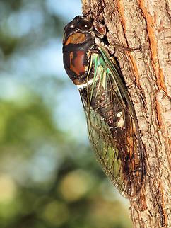Cicada in Texas on Lace Bark Elm (Neotibicen lyricen) Dog Day Cicada Dog Day Cicada,Neotibicen canicularis,Neotibicen lyricen