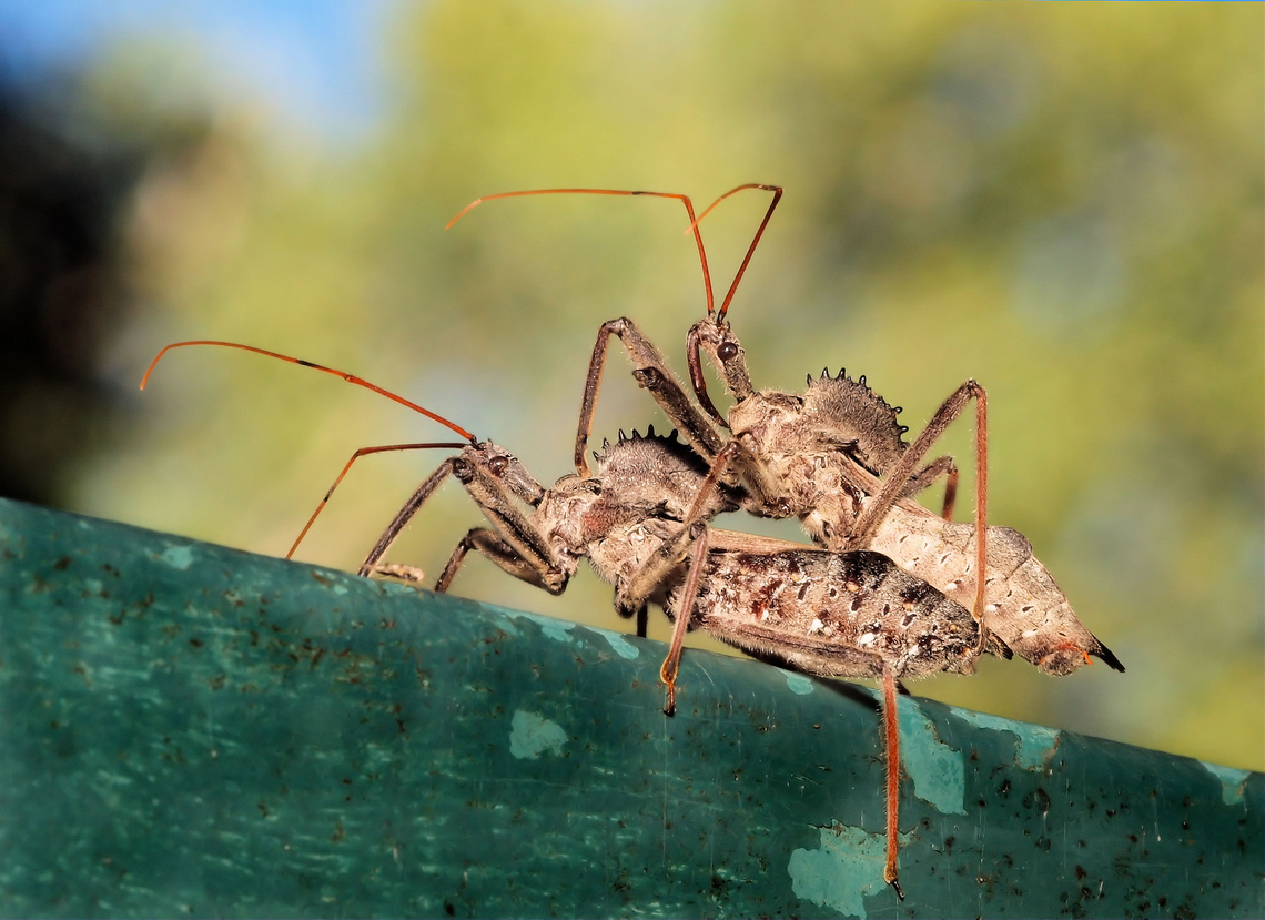 Wheel Bug(N. Texas) family Reduviidae Arilus cristatus,Wheel bug