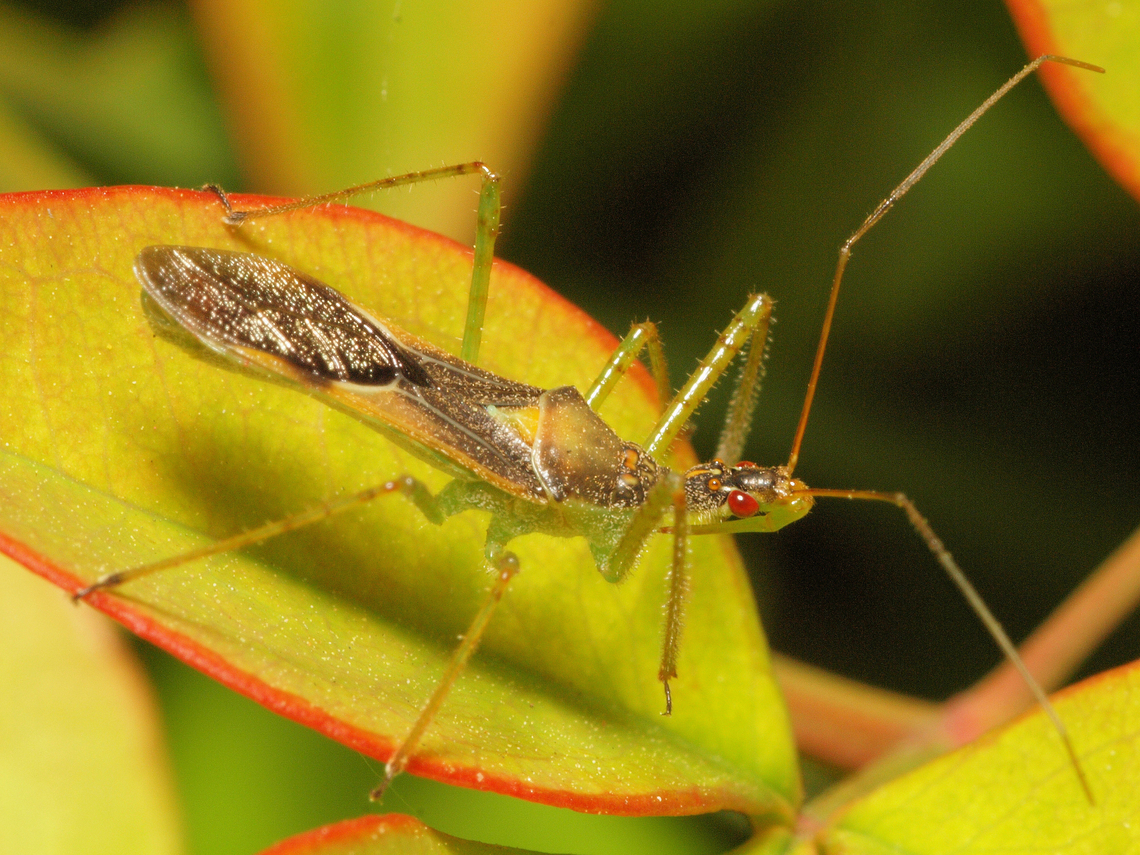 wheel bug nymph  Arilus cristatus,Wheel bug