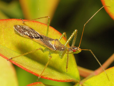 wheel bug nymph  Arilus cristatus,Wheel bug