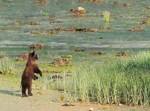 On My Toes Brown Bear cub near Haines, AK Brown Bear,Ursus arctos