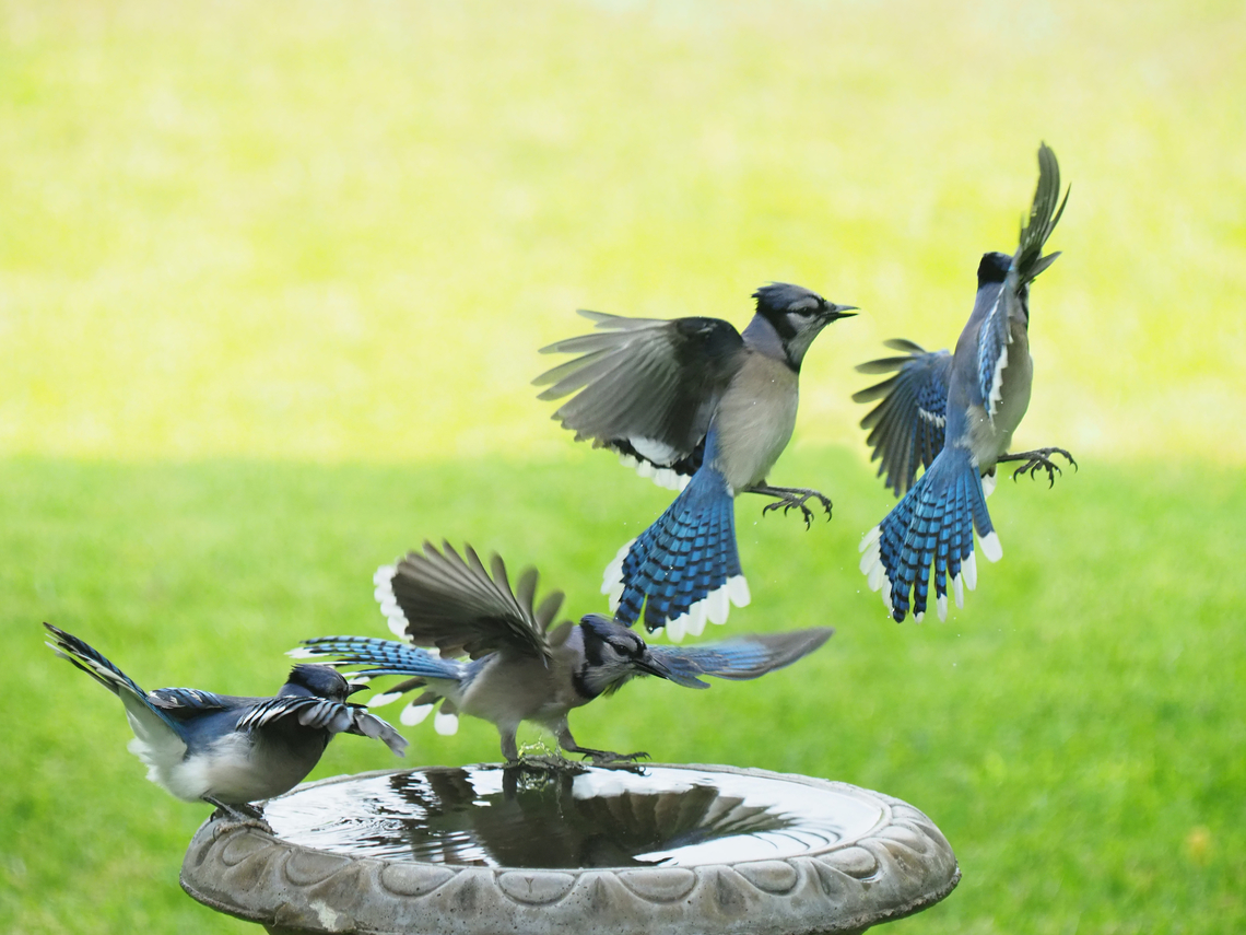 Blue Jay four frame composite Bluy Jay,Cyanocitta cristata