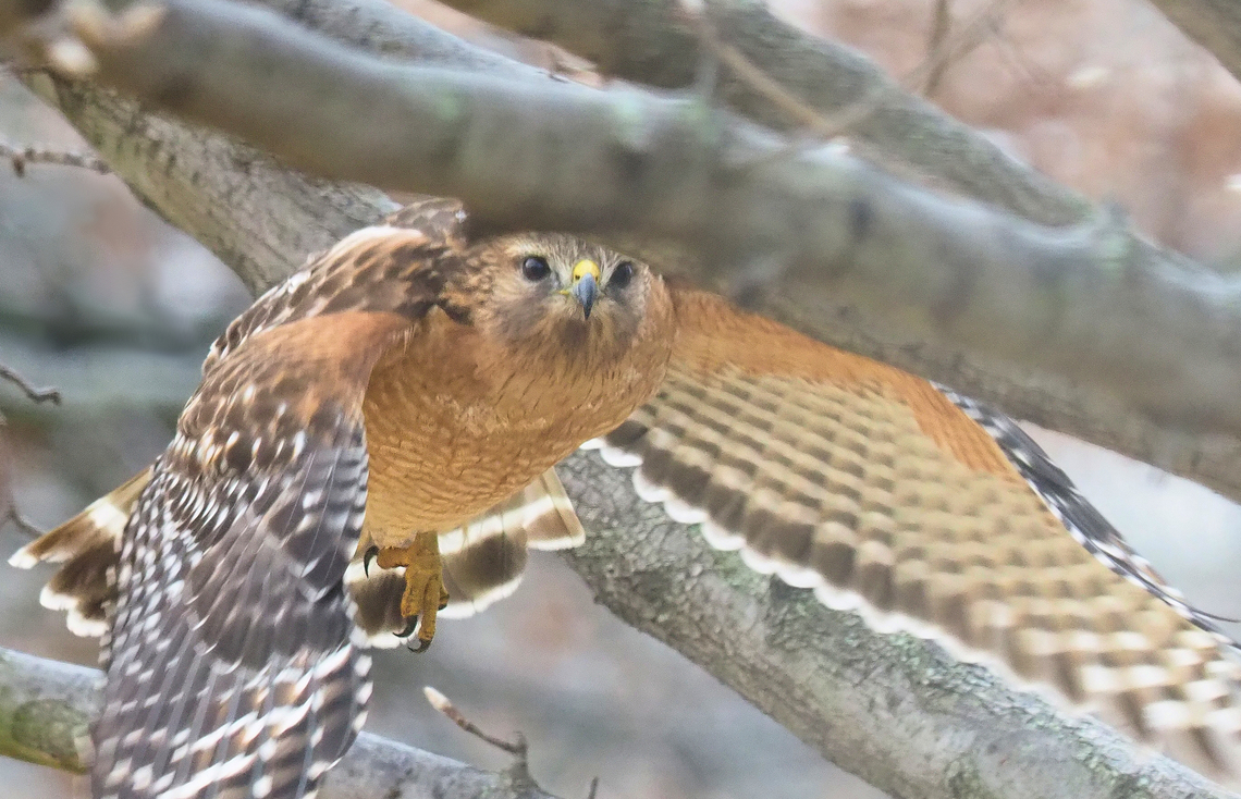 Focus on the eyes..... Red shouldered hawk navigating Bradford Pear Buteo lineatus,Red-Shoulderd Hawk