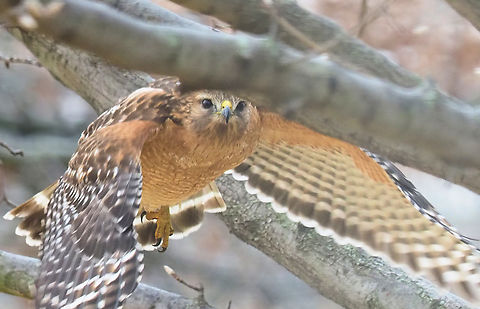 Focus on the eyes..... Red shouldered hawk navigating Bradford Pear Buteo lineatus,Red-Shoulderd Hawk