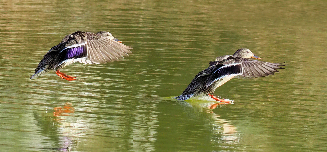 Perfect Touchdown female mallard landing Anas platyrhynchos,Mallard
