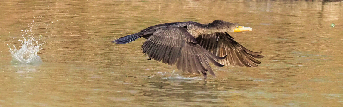 Cormorant Takes Off Double Crested Cormorant takes off from North Texas pond. Double-crested cormorant,Nannopterum auritum