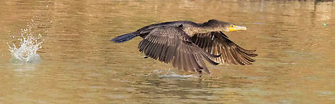 Cormorant Takes Off Double Crested Cormorant takes off from North Texas pond. Double-crested cormorant,Nannopterum auritum