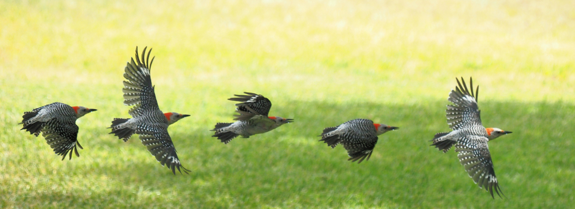 Red-bellied WP in flight Picidae Family.  Belly is not red just barely pink. Melanerpes carolinus,Red-bellied Woodpecker
