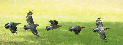 Red-bellied WP in flight Picidae Family.  Belly is not red just barely pink. Melanerpes carolinus,Red-bellied Woodpecker