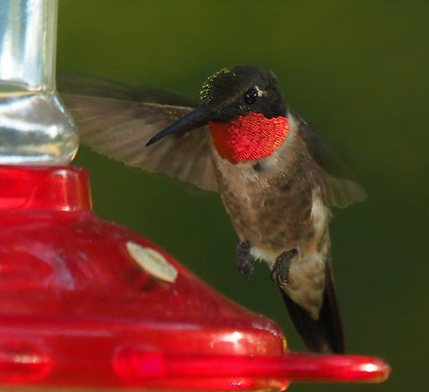 Gorgeus Gorget Male Ruby-Throat.  Sometimes the neck color of the males displays , sometimes not. Archilochus colubris,Ruby-throated hummingbird